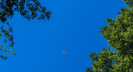 Small white aircraft visible in the blue sky through a gap in the forest canopy image with copy space