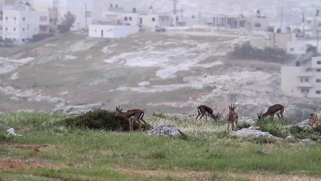 Israeli mountain gazelle in urban place