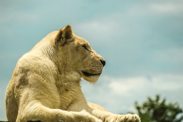 lion in zoo