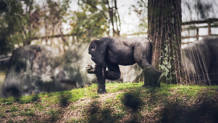 Gorilla walking through wooded area.