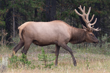 Obraz na płótnie Canvas Elk in Yellowstone