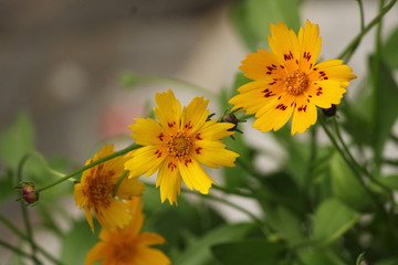 Yellow flower in garden