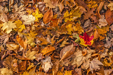 Fallen Leaves From Various Trees