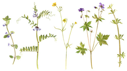 watercolor drawing wild flowers and plants