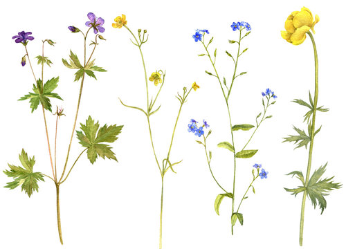 Fototapeta watercolor drawing wild flowers and plants