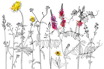 Set of ink drawing herbs and flowers