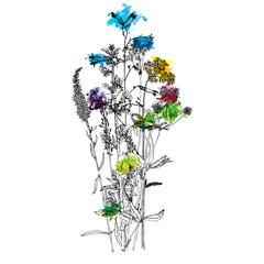Vector bouquet with drawing wild plants