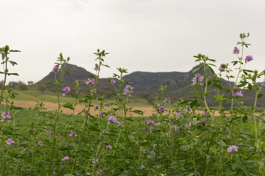 Padock greenery