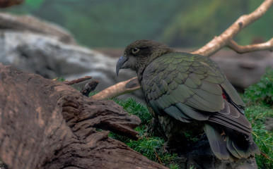 Green and Brown Plumage on a New Zealand Kea Bird on the Ground