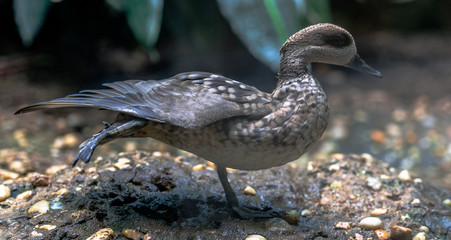 Earth Toned Plumage on a Marble Teal Duck in Profile on a Rock