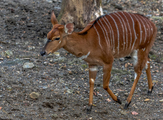 Orange with White Striped Fur on a Nyala Deer Foraging on the Ground
