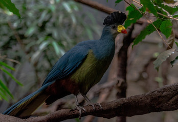 Blue, Red, and Yellow Plumage on a Pheasant Peacock in a Tree