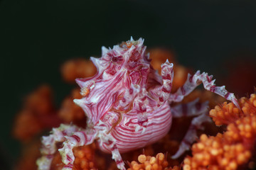 Candy crab (Hoplophrys oatesi). Picture was taken near Island Bangka in North Sulawesi, Indonesia