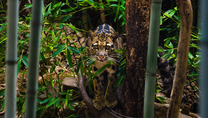 Clouded Leopard