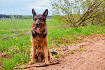 Dog German shepherd with a stick outdoors in a summer