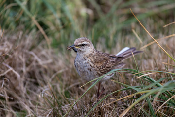 Little Brown Bird
