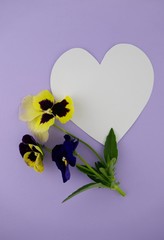 Flower card. pansy flower and white heart on light purple background.Valentine's Day. Mothers Day. top view, copy space.International Women's Day