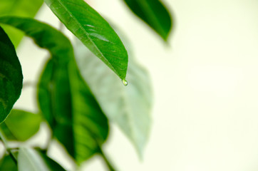 Obraz premium A drop of water on a leaf of a plant
