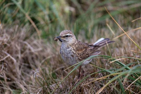 Little Brown Bird