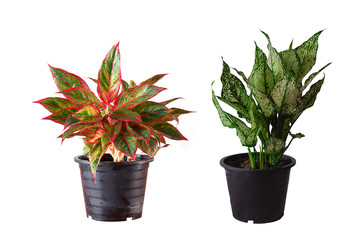 aglaonema  and dieffenbachia in flower pot.
