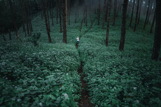 Fototapeta In the dark forest Wild tourist Fog and trees