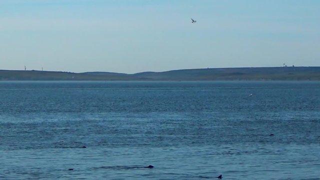 Quadrocopter flying next to the seals