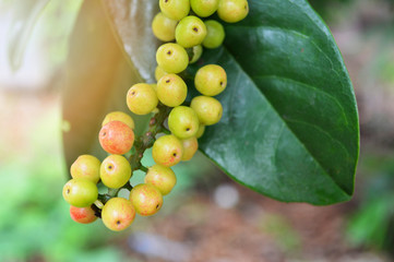 Fresh antidesma thwaitesianum fruit green berry with green leaves on tree in nature