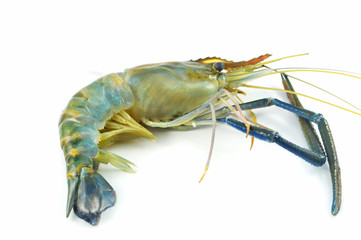 shrimp isolated / fresh raw shrimp prawn isolate on white background - blue claw shrimp for cook