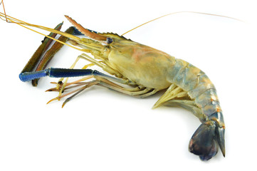 shrimp isolated / fresh raw shrimp prawn isolate on white background - blue claw shrimp for cook