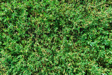 Natural green background of grass. Texture