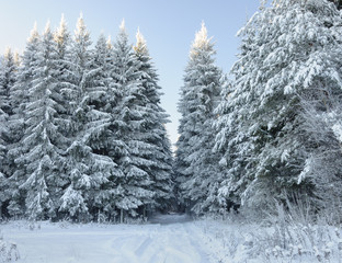 Snowy firs in winter forest