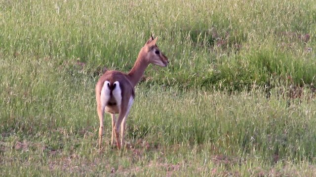 Israeli mountain gazelle stand in the field