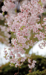 京都の岡崎公園の桜