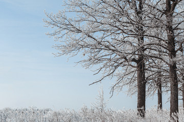 The forest is covered with hoarfrost. It's cold and beautiful. White winter fairy tale. The feeling of magic.