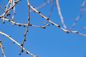 冬の澄んだ寒い日に固い芽をつける木