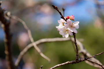 秋から冬に花を咲かせる十月桜