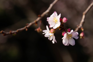 Fototapeta na wymiar 秋から冬に花を咲かせる十月桜