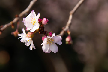 秋から冬に花を咲かせる十月桜