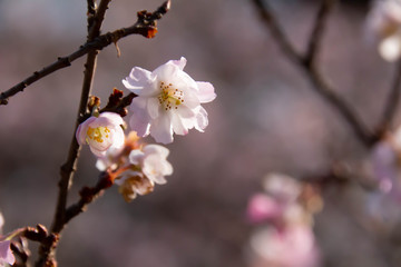 秋から冬に花を咲かせる十月桜