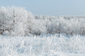 The forest is covered with hoarfrost. It's cold and beautiful. White winter fairy tale. The feeling of magic.