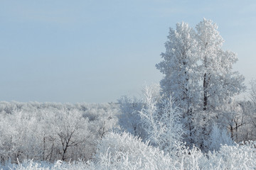 The forest is covered with hoarfrost. It's cold and beautiful. White winter fairy tale. The feeling of magic.