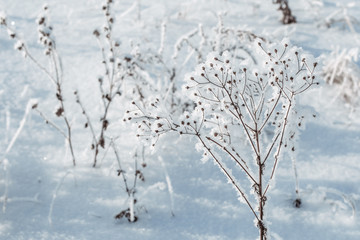 Twigs covered with hoarfrost ice crystals in winter. Calm, fresh and tranquil winter.