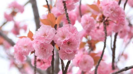 京都岡崎公園の八重桜