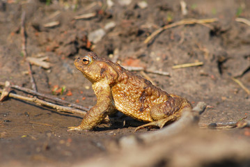 Closeup of Toad on the Ground