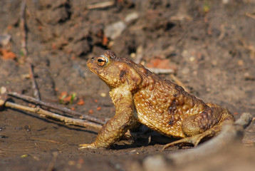 Closeup of Toad on the Ground