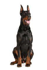 Doberman isolated on white background