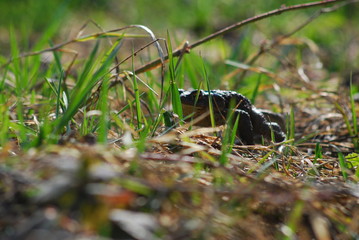 Common toad, spring