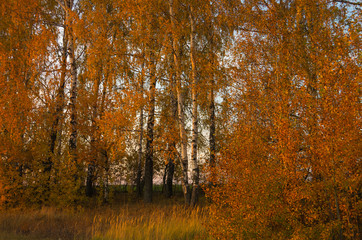 Landscape of autumn birch grove at sunset