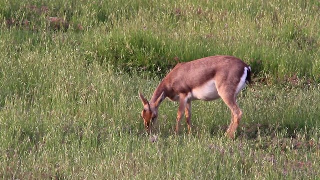 Israeli mountain gazelle eating grass