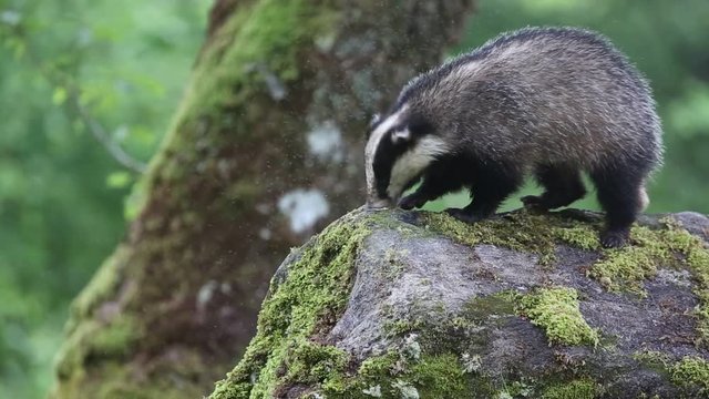 A beautiful Badger (Meles meles) foraging for food on a large rock in the Highlands of Scotland at dusk.